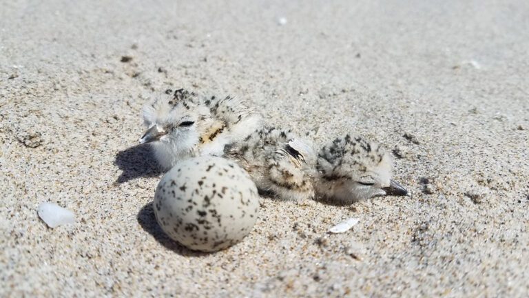 Snowy Plover chicks hatch in their nest on the Oregon Coast