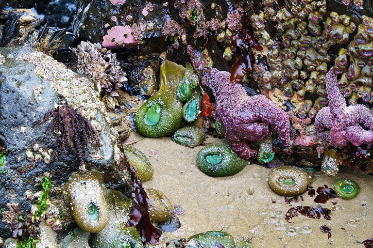 Purple starfish and green sea anemone in the tide pools at Haystack Rock in Cannon Beach, Oregon