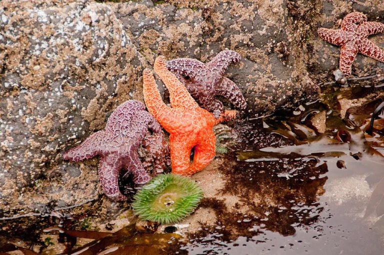 Starfish in the tide pools at Haystack Rock, Cannon Beach Oregon