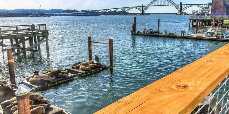The newly rebuilt sea lion docks in Newport, Oregon's bayfront district