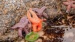 Starfish in the tide pools at Haystack Rock, Cannon Beach Oregon