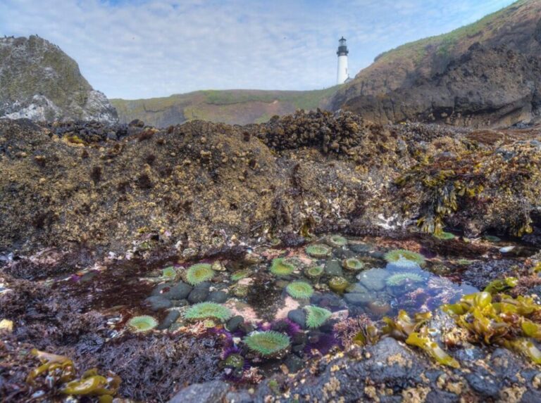 Tide pools at Yaquina Head with the lighthouse in the background near Newport, Oregon