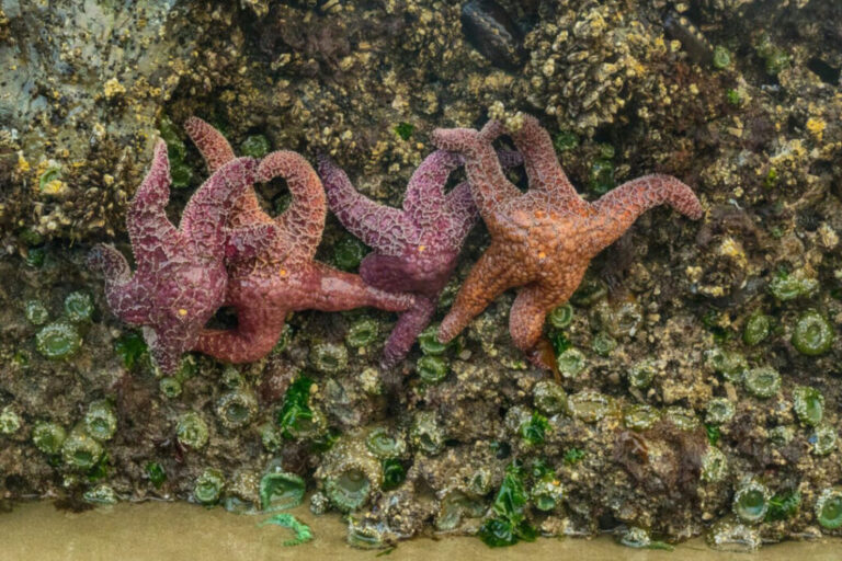Sea stars or purple starfish and green sea anemone cling to the rocks in tide pools at Ecola State Park near Cannon Beach Oregon, featuring some of best tide pools on the Oregon Coast