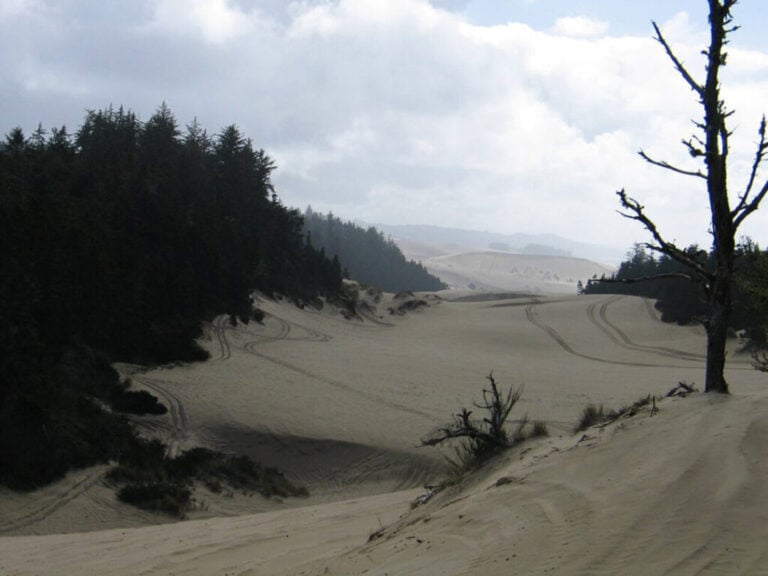 Things to Do in Florence, Oregon Sand Dunes and Sea Lions