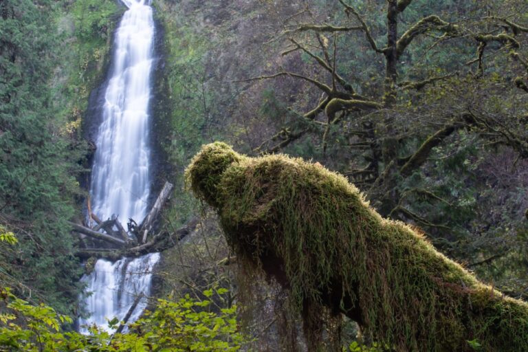 Munson Creek Falls and a mossy log on a hike near Tillamook at the Oregon Coast