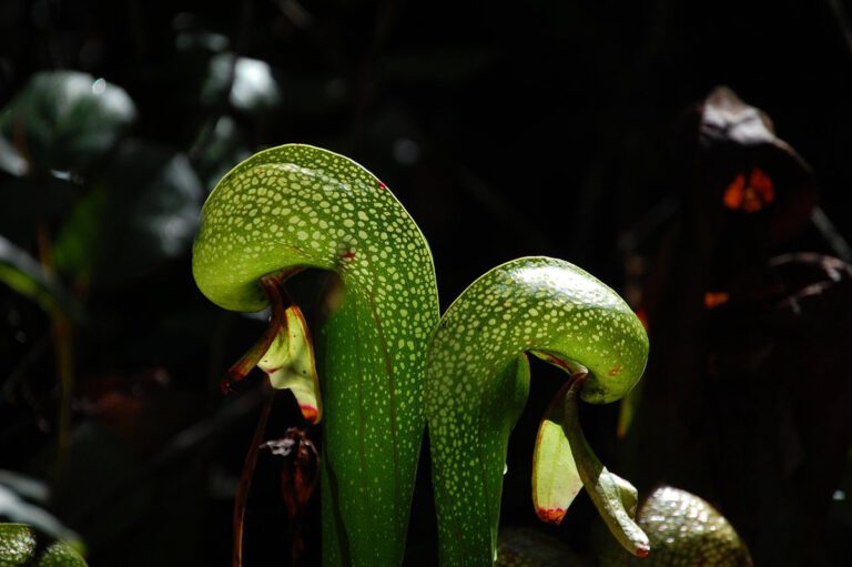 Carnivorous plant Darlingtonia Californica, or Cobra Lily grows wild near Florence, Oregon