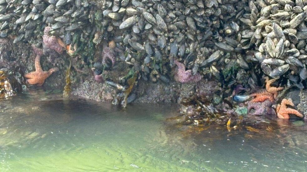 Sea stars (starfish), mussels and green sea anemone cling to the rocks at Haystack Rock tide pools in Cannon Beach, Oregon Coast