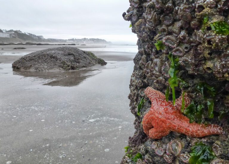 A starfish clings to a rock in the tide pools at low tide near Lincoln City, Oregon