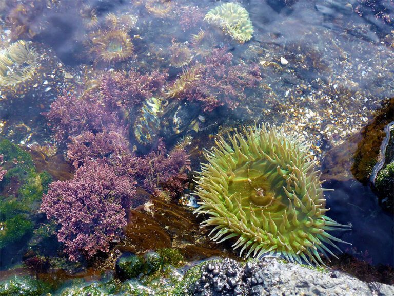 Sea anemone and marine plants in tide pools near Yachats, Oregon