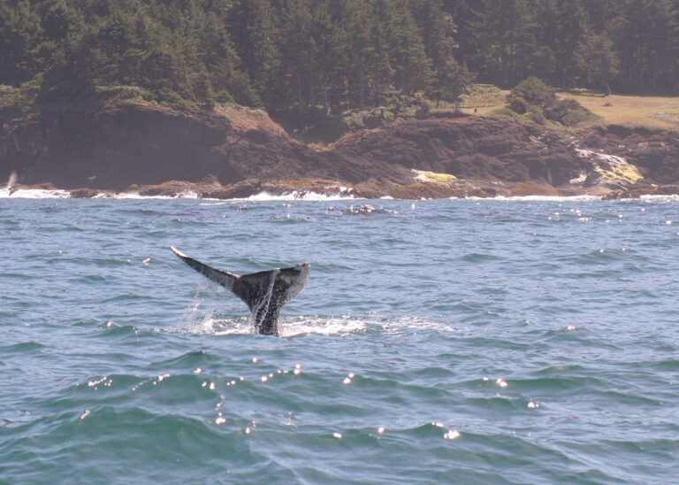 A whale's tail pops up out of the water in Depoe Bay, Oregon