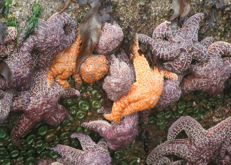 Starfish and sea anemone cling to the rocks at Cape Kiwanda's tide pools in Pacific City, Oregon