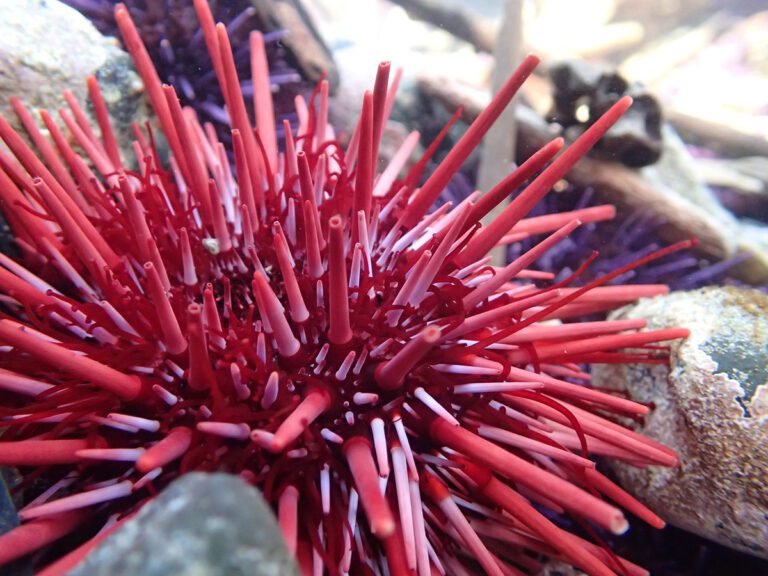 A red sea urchin at Yaquina Head tide pools on the Oregon Coast