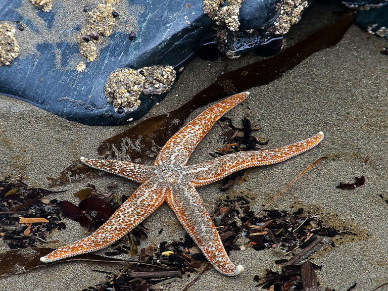 Sea star in the tide pools at Cape Blanco near Port Orford, Oregon