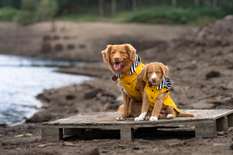 Two dogs wearing dog rain jackets on the Oregon Coast