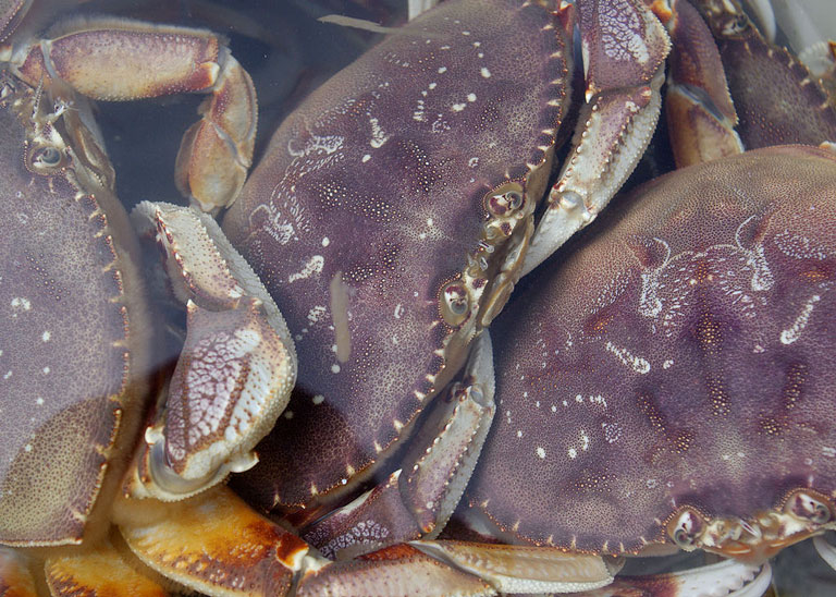Oregon Dungeness Crab can be harvested in fall at the Oregon Coast