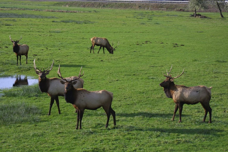 A herd of elk is seen grazing at the Dean Creek Elk Viewing area near Reedsport, Oregon
