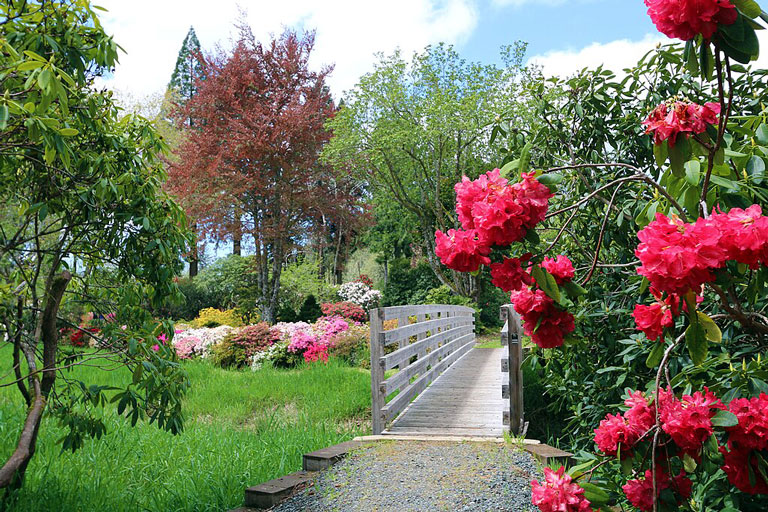 Colorful blooms at Hinsdale Rhododendron Garden near Reedsport, Oregon