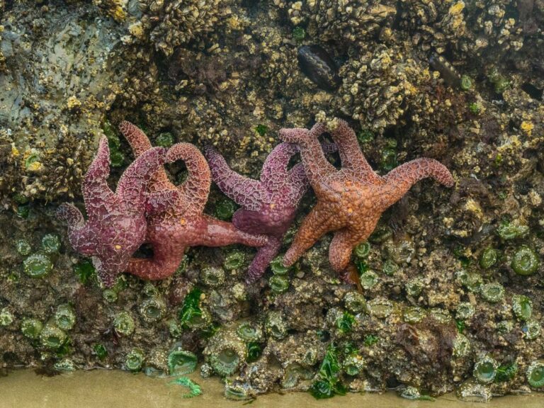 Sea stars or purple starfish and green sea anemone cling to the rocks in Oregon Coast tide pools