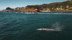 A large gray whale swims near the shore in Depoe Bay, Oregon