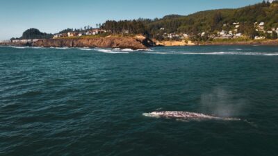 A large gray whale swims near the shore in Depoe Bay, Oregon