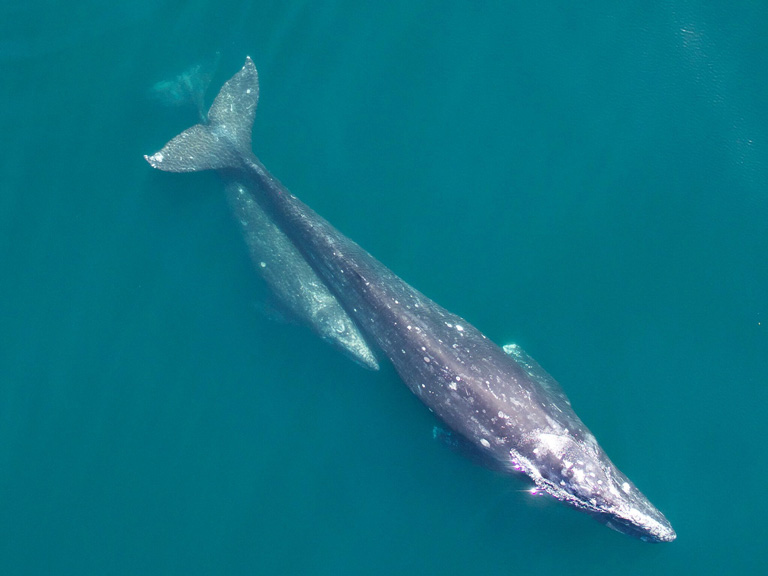 A gray whale and her calf on their annual migration