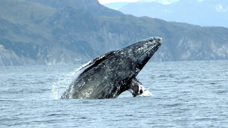 A gray whale breaches on the Oregon Coast