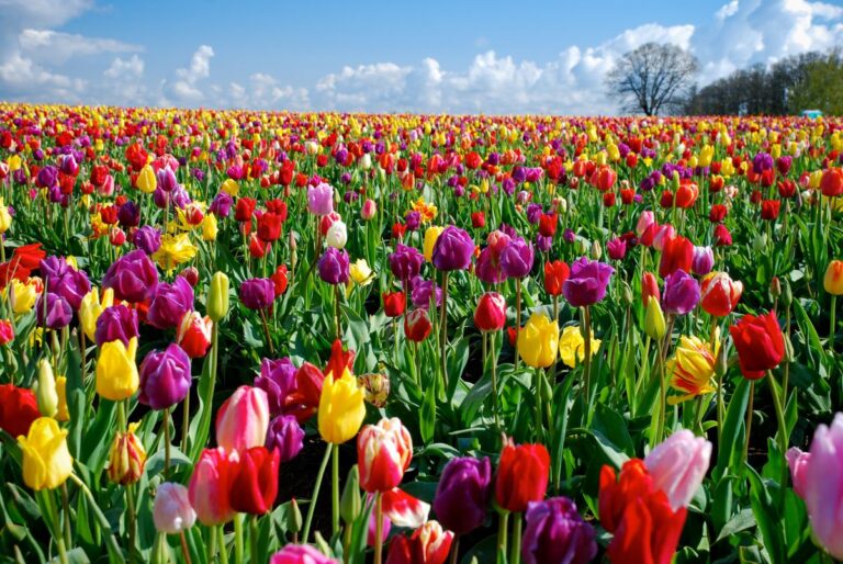 A colorful field of tulips in spring in Oregon. Find out what to pack for a spring trip to Oregon.