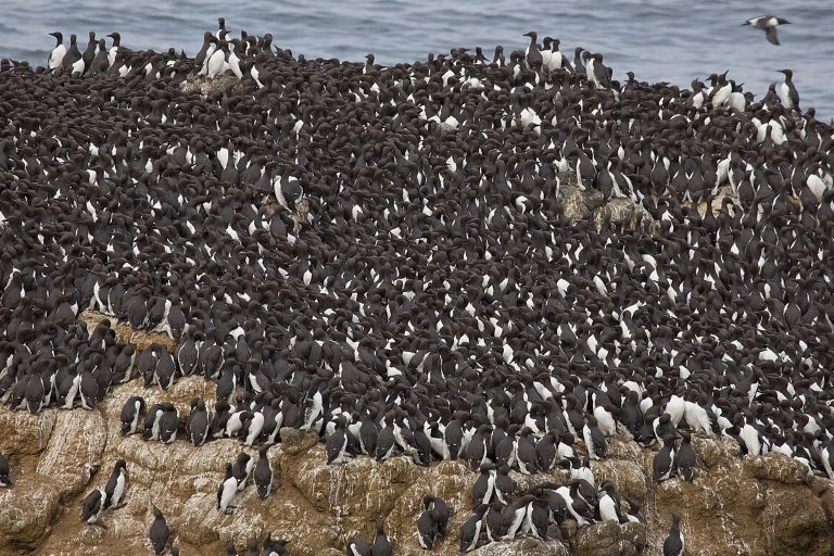 Common Murre colony at Yaquina Head on the Oregon Coast, one of the most abundant seabirds to see in Oregon