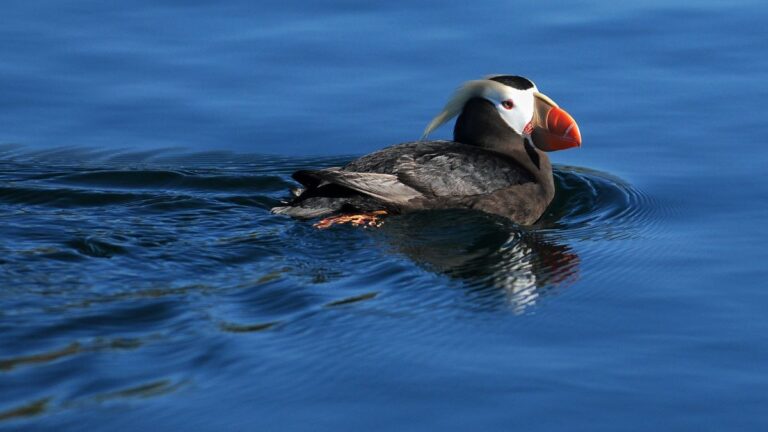 A tufted puffin swims in the Pacific Ocean and is one of the most popular birds to watch on the Oregon Coast in spring