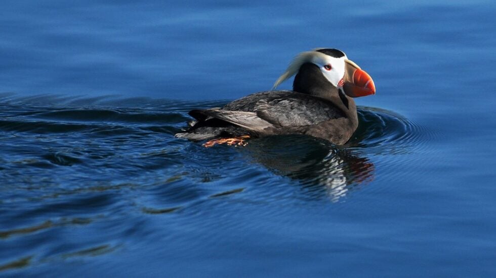 A tufted puffin swims in the Pacific Ocean and is one of the most popular Oregon Coast birds to watch in spring