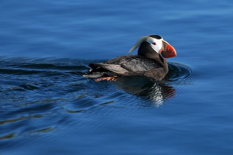 A tufted puffin swims in the Pacific Ocean and is one of the most popular birds to watch on the Oregon Coast