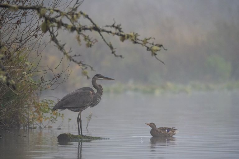 A Great Blue Heron and Mallard duck are commonly sighted birds on the Oregon Coast