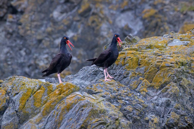 A pair of Black Oystercatcher birds on Bandon Beach, Oregon, one of the best beaches for watching birds on the Oregon Coast