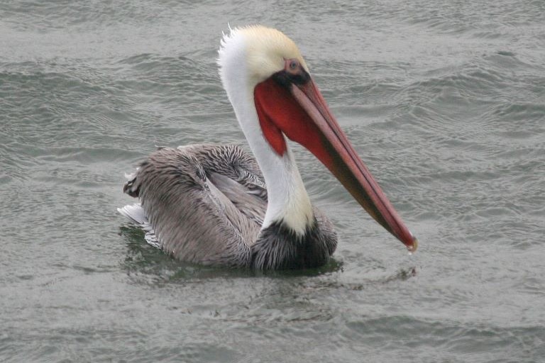 A Brown Pelican swims near Pacific City, Oregon, a great bird watching destination on the Oregon Coast