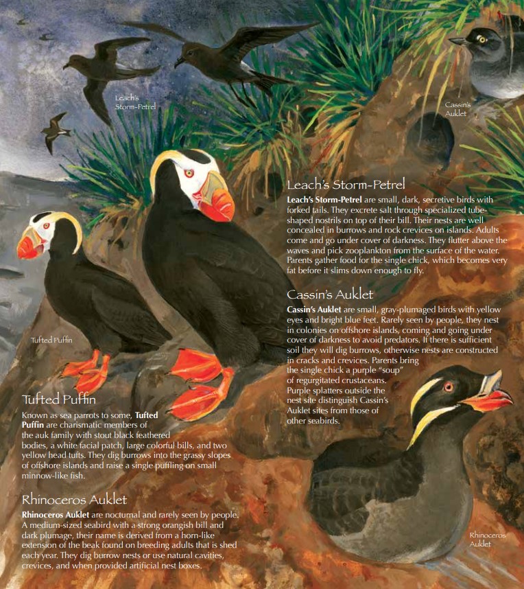 Seabirds of the Pacific Northwest illustrated brochure from the U.S. Fish and Wildlife Service shows Tufted Puffins on the Oregon Coast