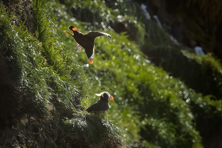 Tufted Puffins nesting on Haystack Rock in Cannon Beach Oregon, one of the best places to watch birds on the Oregon Coast