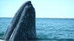 See a Gray whale breaching with calf while whale watching on the Oregon Coast