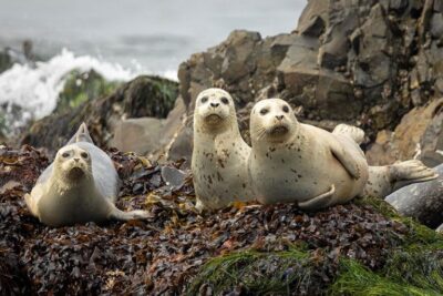 Harbor seals at Seal Rock State Recreation Site on the Oregon Coast