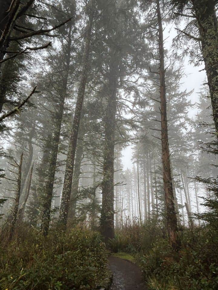 A misty coastal forest with towering trees near Yachats, Oregon Coast.